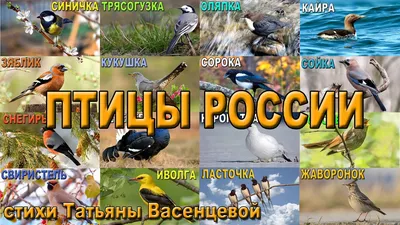 Птицы России. Фотоопределитель К.Е. Михайлов, Е.А. Коблик книга купить