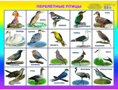 ТОП-10 необычных птиц России | Журнал СНЕГИРЬ | Дзен