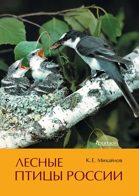 Иллюстрация 1 из 22 для Карточки Зимующие птицы России | Лабиринт - книги.  Источник: Лабиринт