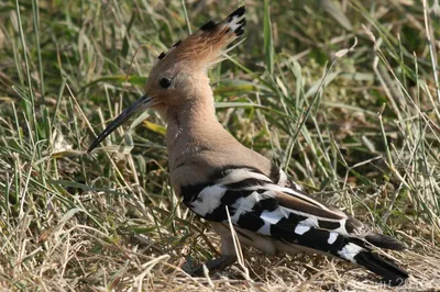 Удод (Upupa epops) Hoopoe - Удодовые (Upupidae) - Удодообразные Upupiformes  - Классификатор птиц Таганрога и Неклиновского района - Птицы Ростовской  обл.В основе-Птицы Таганрога/Некл.р-на