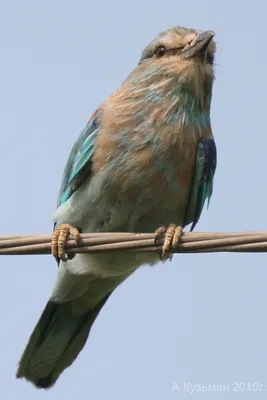 Сизоворонка (Coracias garrulus) Eurasian Roller - Сизоворонковые  (Coraciidae) - Ракшеобразные Coraciiformes - Классификатор птиц Таганрога и  Неклиновского района - Птицы Ростовской обл.В основе-Птицы  Таганрога/Некл.р-на