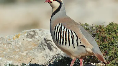 Лазоревка (Parus caeruleus)