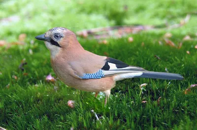 Сойка / Со́йка (также обыкновенная сойка, лат Garrulus glandarius) — птица  рода соек семейства врановых отряда воробьинообразных ✏Свое причудливой  название лесная птица сойка получила от формы древнерусского глагола,  родственного современному «сиять», за