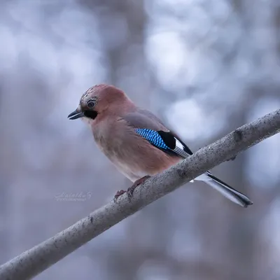 Птица серо коричневая с синими крыльями - 70 фото