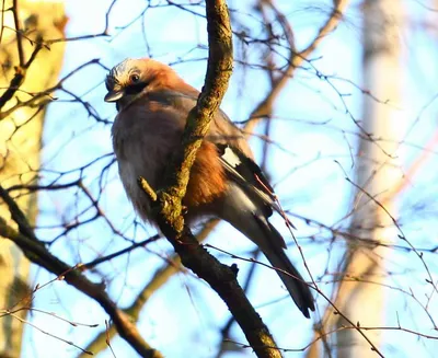 Сойка (Garrulus glandarius). Птицы Европейской России.