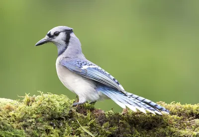 Зелёная Перуанская разноцветная сойка - Green Jay | Фотосайт СуперСнимки.Ру