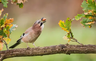 Сойка (Garrulus glandarius). Птицы Беларуси.