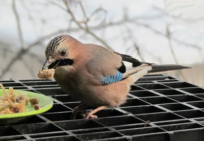 Сойка (Garrulus glandarius). Птицы Европейской России.