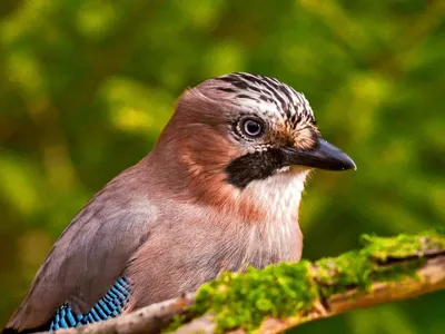 Фотокаталог птиц: Сойка (Garrulus glandarius)