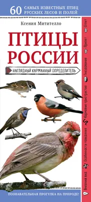 Книга Птицы России Наглядный карманный определитель Ксения Митителло -  купить, читать онлайн отзывы и рецензии | ISBN 978-5-04-093555-0 | Эксмо