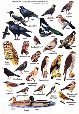 Перелетные птицы средней полосы - 69 фото