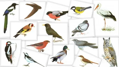 Птицы средней полосы и голоса (34 фото) - красивые фото и картинки  