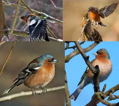 Самые распространенные птицы средней полосы России: Эти пернатые красавцы  встречаются на каждой прогулке | ЛесоВитёк | Дзен