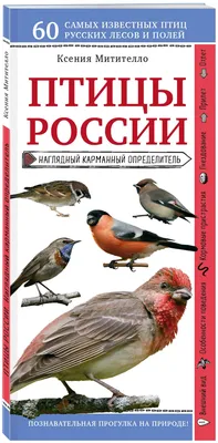 ЭкоГид: Птицы средней полосы