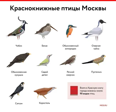 Пособие Мир В картинках. птицы Средней полосы - купить подготовки к школе в  интернет-магазинах, цены в Москве на Мегамаркет | МС10575