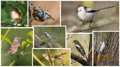 Птицы средней полосы (60 фото)