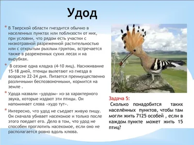 PPT - Птицы Тверской области PowerPoint Presentation - ID:5215675