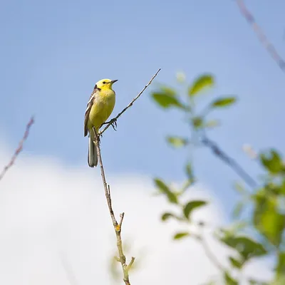 Сам себе орнитолог: наблюдение за птицами в Тверской области