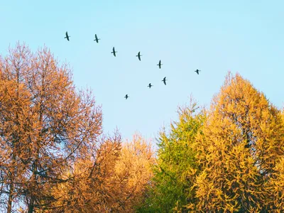 Птицы летающие стаями осенью - 53 фото