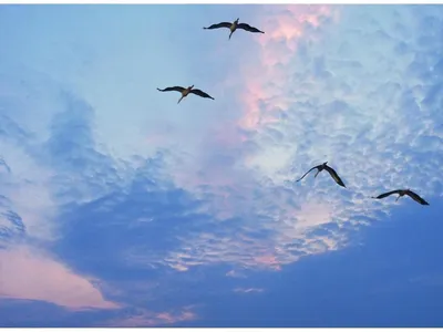 Птицы улетают,осеннее небо,высокая …» — создано в Шедевруме