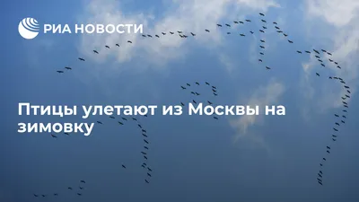 Перелётные птицы улетают из Мурманской области в теплые края |  |  Мурманск - БезФормата