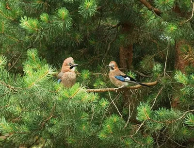 ФОТО | Каких птиц можно встретить в лесу сейчас? - Delfi RUS