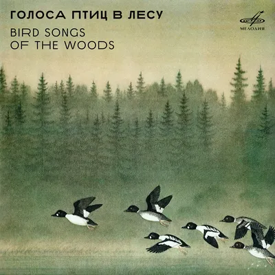 Картинки птицы в лесу - 69 фото