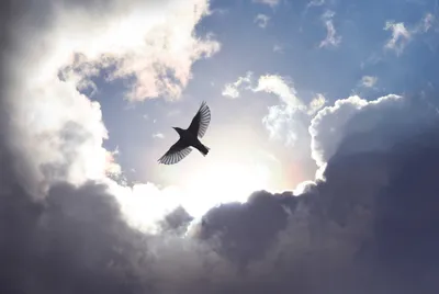 Возвращаются перелетные птицы: в небе над Брестом замечен клин гусеобразных
