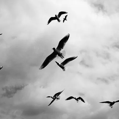 Перелетные Птицы Небо Природа - Бесплатное фото на Pixabay - Pixabay