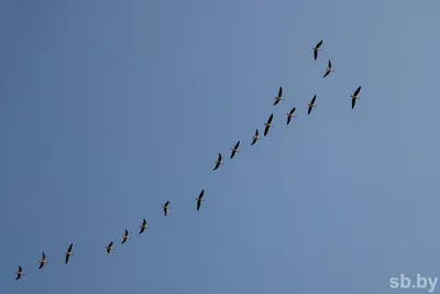 Одинокая птица в небе - 68 фото
