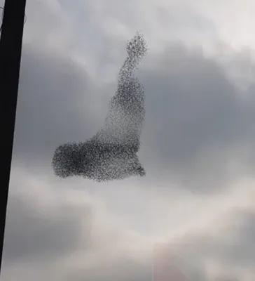 Таинственный танец птиц в небе попал на видео - , Sputnik  Казахстан