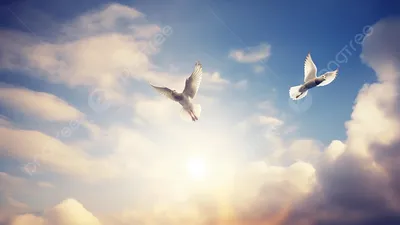 Птицы в небе - 46 фото