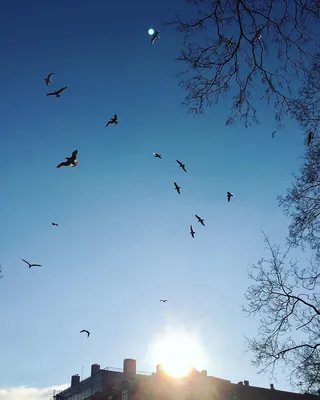 В Узбекистане тысячи птиц сплелись в небесном "танце" — удивительное видео  - , Sputnik Узбекистан