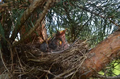 Как птичьи гнезда влияют на вашу судьбу – что означают разные птицы -  Телеграф
