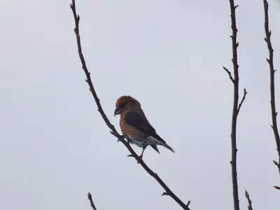 Птицы Новгородской области / Birds of Novgorod Oblast's Journal ·  iNaturalist