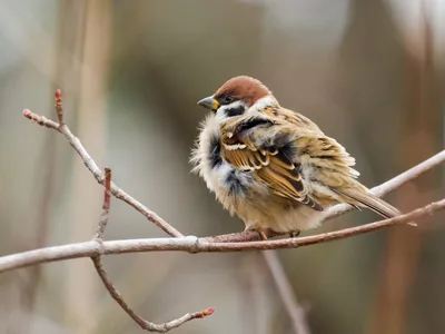 Полевой воробей (Passer montanus)