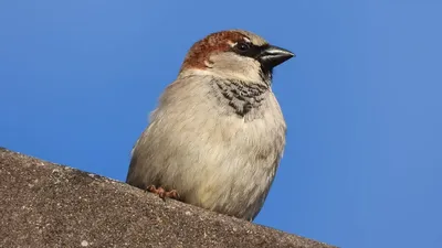 СТАРТОВАЛ ПРИЕМ ЗАЯВОК НА КОНКУРС «ДОМОВЫЙ ВОРОБЕЙ – ПТИЦА 2022 ГОДА»🐦