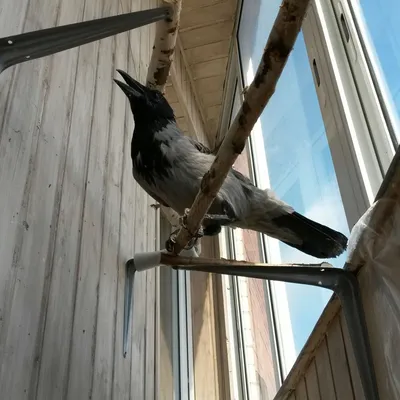 Есть те, кто кормит птиц с балкона? | Пикабу