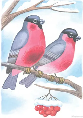 Иллюстрация Сойки. Птицы зимой в стиле 2d | 