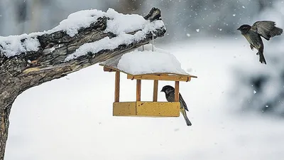 Покормите птиц зимой! - 10 Января 2019 - Станция юных натуралистов