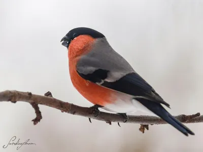 Как и чем кормить птиц зимой?»