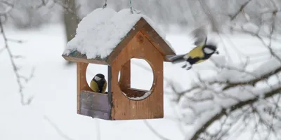 Птицы зимой в городе: кормить или нет? - 