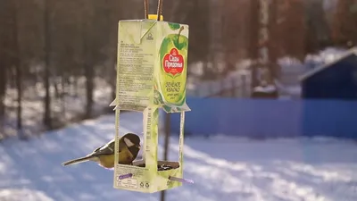 Кто накормит птиц зимой - InterRight