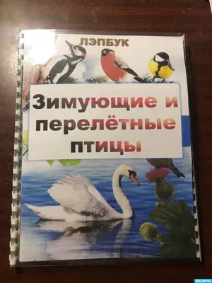 ПЕРЕЛЕТНЫЕ ПТИЦЫ - Воронежский зоопарк Официальный сайт, Зоопитомник  "Червленый Яр"