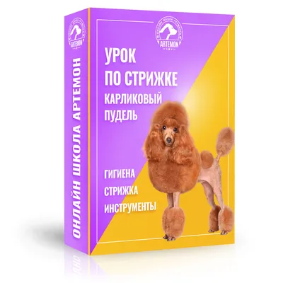 Урок по стрижке Карликового Пуделя | Artemon – салон для животных в Твери