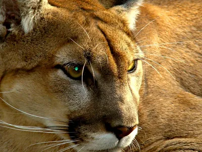 Пума (лат. Puma concolor), фотографии пумы