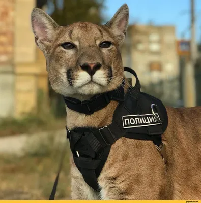 Провал Puma. Почему ВСУ вряд ли скоро получат БМП Marder – DW – 