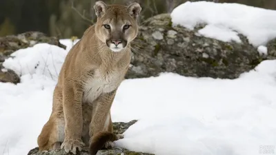 Обои хищники, пара, пумы, pumas картинки на рабочий стол, раздел кошки -  скачать