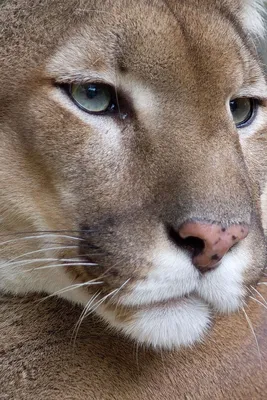 Пума (лат. Puma concolor), фотографии пумы