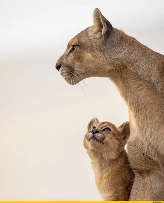 Пума (лат. Puma concolor), фотографии пумы